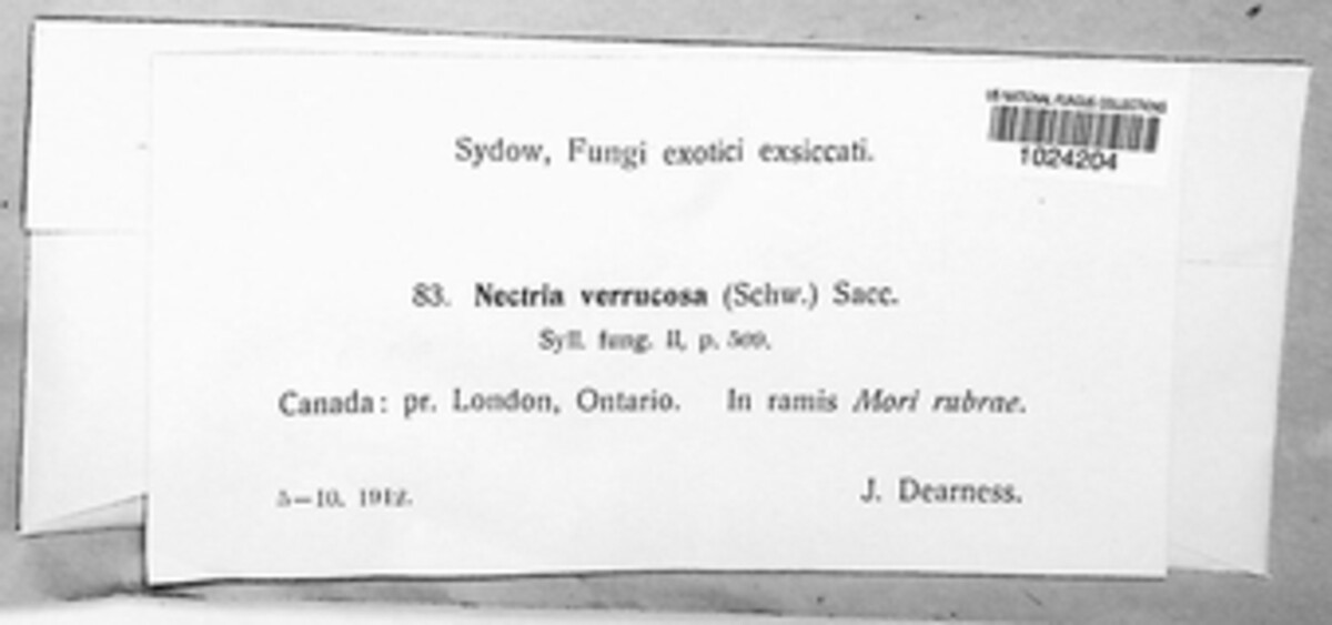 Nectria verrucosa image